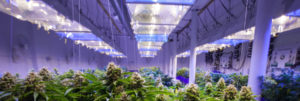Commercial marijuana grow operation